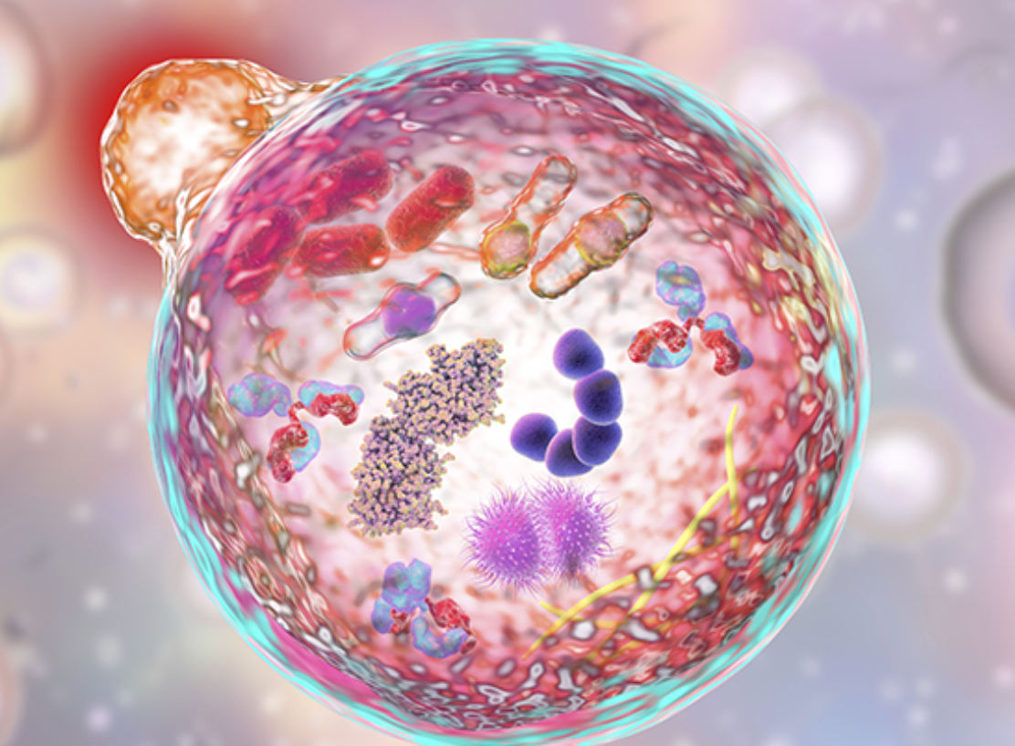 How Cellular Metabolism Influences Longevity and Aging