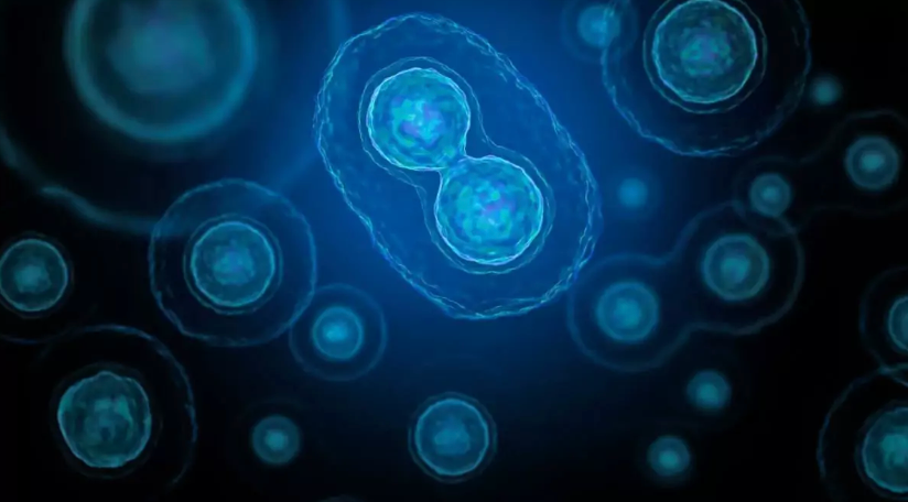 Discover Why NMN Supplement Is Gaining Momentum for Cellular Wellness