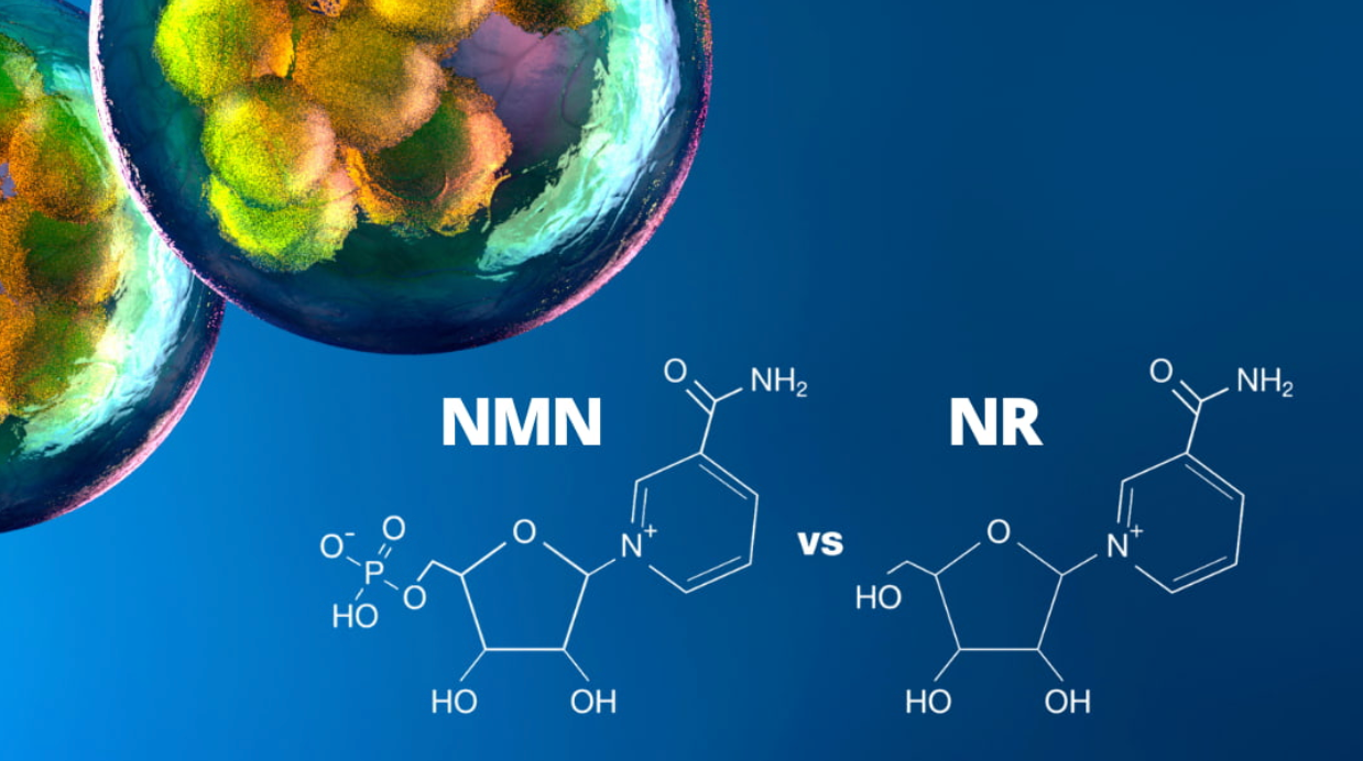 NMN Supplement Comparison: NMN vs. NR for Better Cellular Support